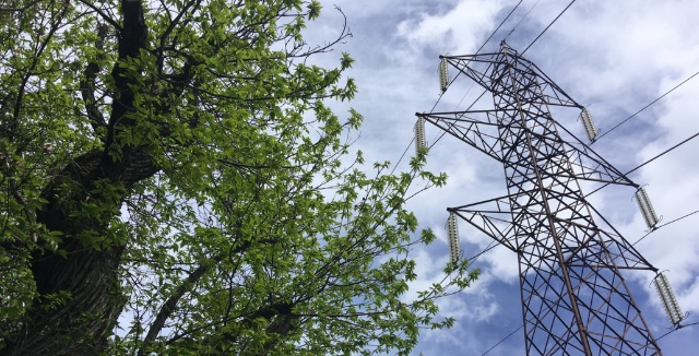 Taglio piante in prossimità di linee elettriche aeree in alta tensione - comunicazione di TERNA SPA